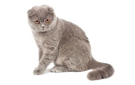 تصویر اسکاتیش فولد (Scottish Fold)